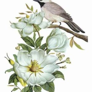 کلای ترانسفر مای هابی کد 38