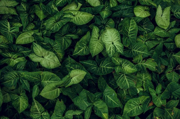 تاریخچه رنگ سبز